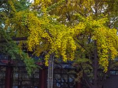 -四川大学(华西校区)