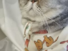 -楼上猫咖(罗湖店)