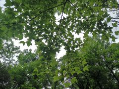 -广州市石门国家森林公园