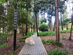 -铁山坪森林公园