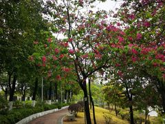 -广东花都湖国家湿地公园