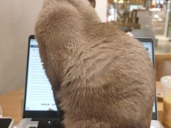 -藏猫猫咖啡主题馆(中央大道店)