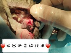 -酷狗靓猫宠物·洗护·美容·寄养(航北路店)