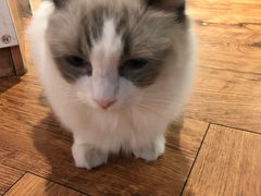 -猫小院猫主题餐厅(三里屯店)