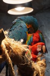 -Zoolung Zoolung动物主题公园(海信广场店)