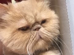 小时光&nbsp;猫语时光咖啡书吧(国贸店)-小时光咖啡馆(开森度假森林店)
