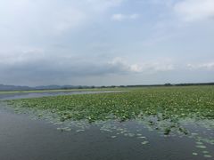 -微山湖红荷湿地景区