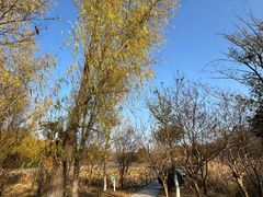 -昆山城市生态森林公园