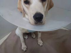 -康旭宠物医院(郑州总院)