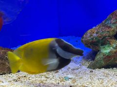 -上海海洋水族馆