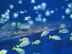 -海合安武汉极地海洋公园
