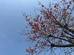 -阿群甘草水果
