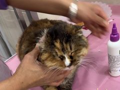 -北京观赏动物医院·24小时大型综合·猫专科·异宠专科