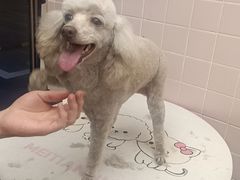 -FAELING PETS美天灵宠物(富力广场店)