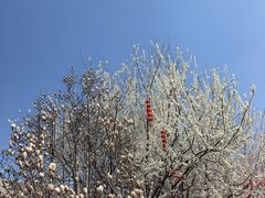 -春风习习