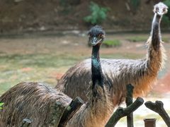 -深圳野生动物园