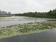 -暨阳湖生态园