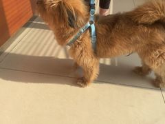 -艾贝尔宠物医院 ·内科全科(梁溪路店)