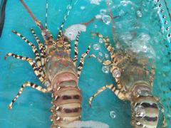 -清水湾3号(东方小周海鲜店)