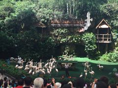 -新加坡飞禽公园