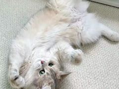 -纳吉亚猫专科动物诊疗中心(蒋宅口分院)