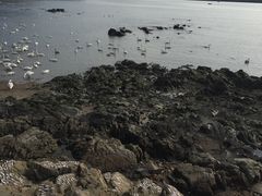 -烟墩角天鹅湖