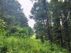 -玉泉威虎山森林公园