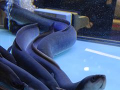 -味家烤肉烤鳗鱼牛排(西塔旗舰店)