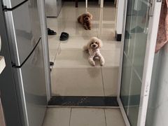 -伟伟宠物医院·CT影像中心·瑞派犬猫综合性门诊(汉口总院)