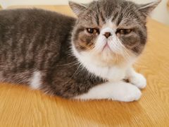 -滚猫咖啡·猫咖·猫友好撸猫(未来城店)