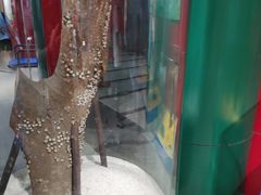 -上海昆虫博物馆