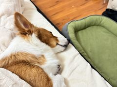 -它主义宠物(梁溪万达店)