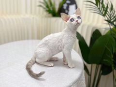 -山宅一喵德文卷毛猫舍