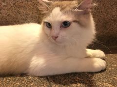 -more than meow吴止猫主题餐厅(承德 中船汇店)