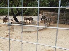 -泉州海丝野生动物世界