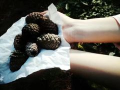 -铁山坪森林公园