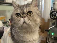 -楼上猫咖(罗湖店)