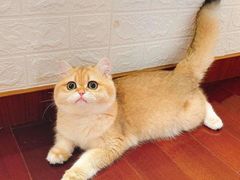 -东方名猫馆·英短金渐层布偶猫舍(环线广场1号楼店)