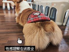 -柯斗斗主题餐厅·狗咖·围炉煮茶·茶饮(国瑞升平里店)