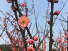 -香雪海