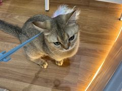 -COLOR PETS 撸猫馆·购猫·猫咖(长风大悦城店)