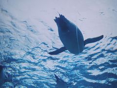 -珠海长隆海洋王国
