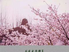 -武汉大学-樱园