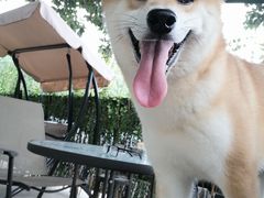 -柴犬高等学院·狗咖·柴犬售卖·宠物训练