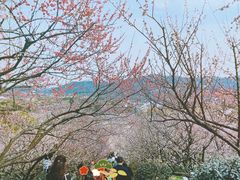 -香雪海