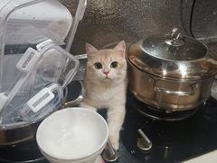 -东方名猫馆·英短金渐层布偶猫舍(环线广场1号楼店)