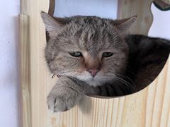 -喵屿·大理花园猫咖