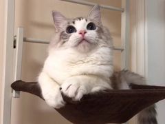 -Bastet sally猫舍购宠(静安店)