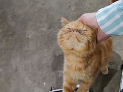 -浣熊柯尔鸭土拨鼠·电玩咖