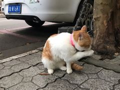 -邓记新一代糖油果子(四川煤管局供销公司职工宿舍店)